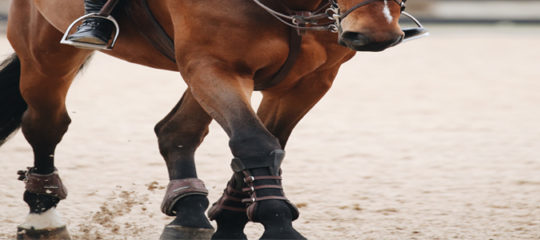 Bien protéger les membres du cheval