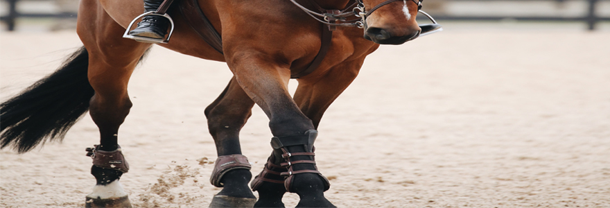 Bien protéger les membres du cheval