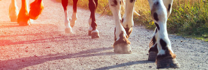 quel-revetement-de-sol-pour-centres-equestres-choisir